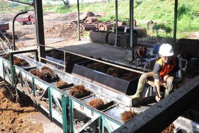 Pengusaha Kelapa Sawit Sambut Baik Sertifikasi ISPO